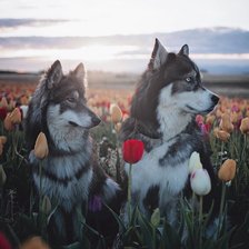 Схема вышивки «56is3»