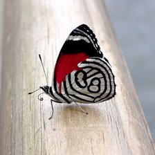 Схема вышивки «Бабочка»