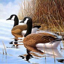 Схема вышивки «Swimming»