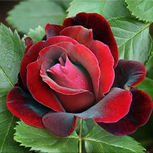 Схема вышивки «розы»