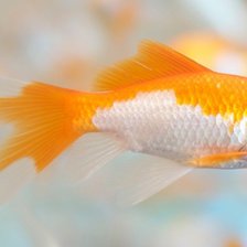 Золотая рыбка