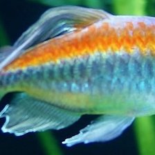 Схема вышивки «Маленькая рыбка»