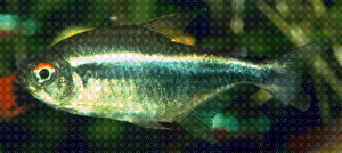 Рыбка - предпросмотр