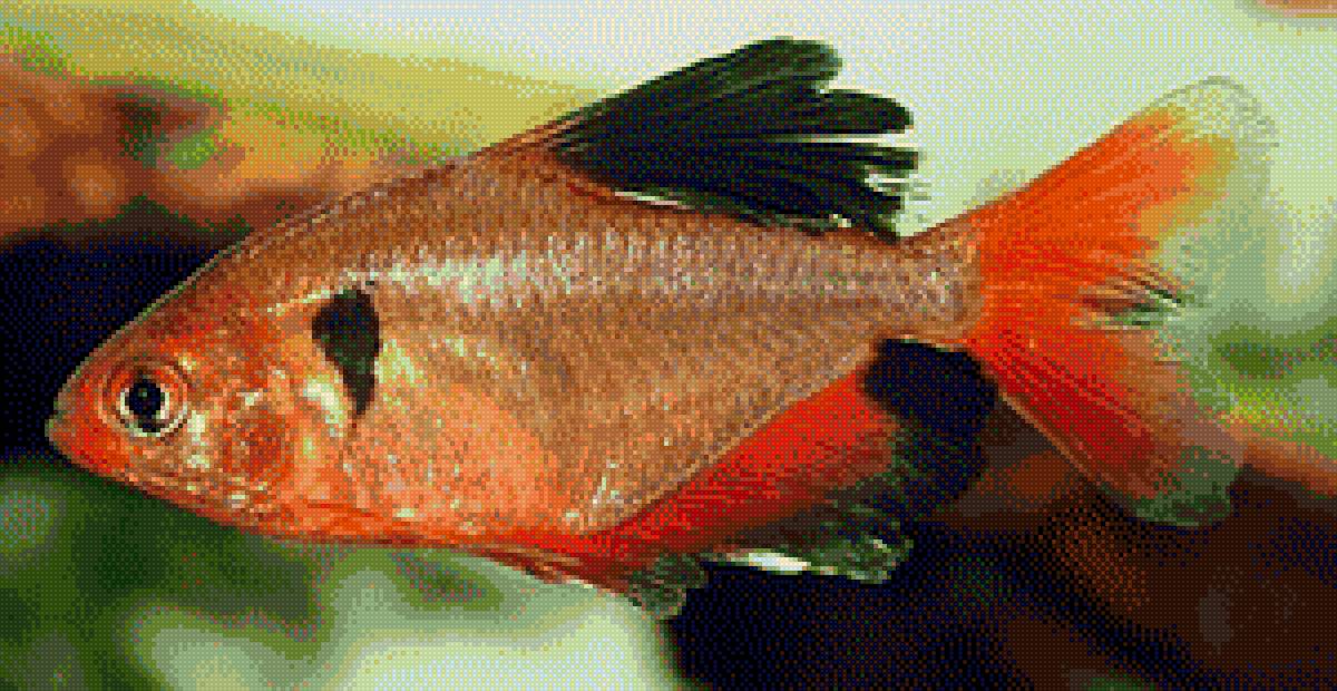 Рыбка - предпросмотр