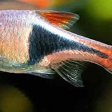 Схема вышивки «Рыбка»