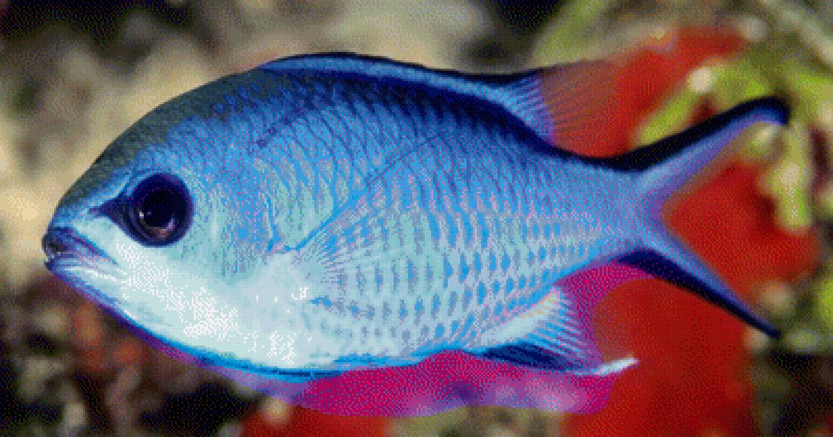 Голубая рыбка - предпросмотр