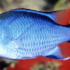 Голубая рыбка