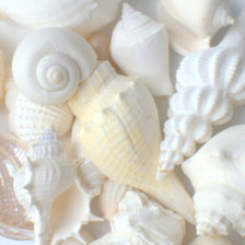 Схема вышивки «Ракушки»