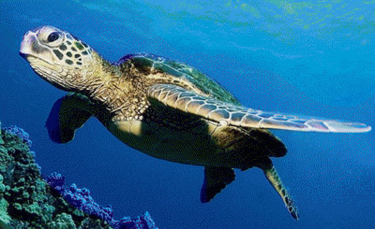 Черепаха - предпросмотр