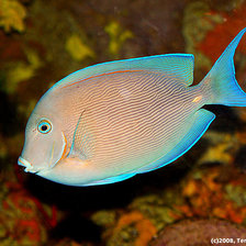 Схема вышивки «Рыбка»