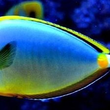 Схема вышивки «Рыбка»