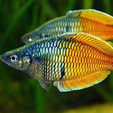 Схема вышивки «Рыбка»