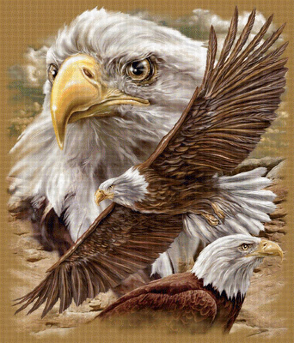 Орлы - птицы - предпросмотр