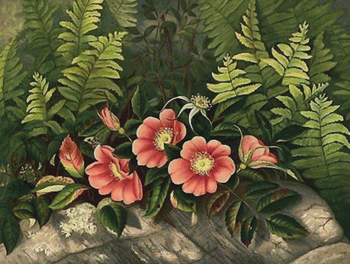 шиповник - цветы - предпросмотр