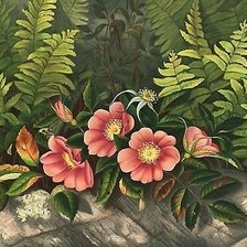 Схема вышивки «шиповник»