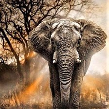 Схема вышивки «Elephant»