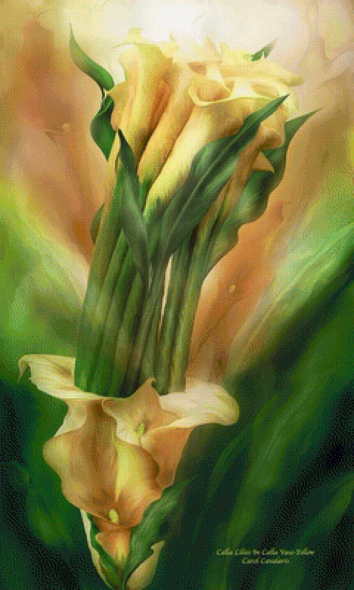 KАЛЛЫ - carol cavalaris, kаллы - предпросмотр