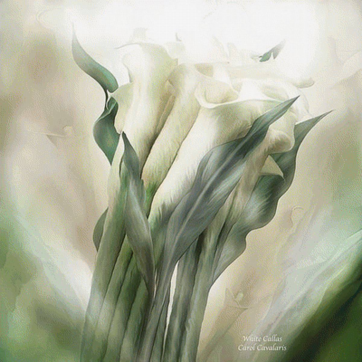 KАЛЛЫ - carol cavalaris, kаллы - предпросмотр