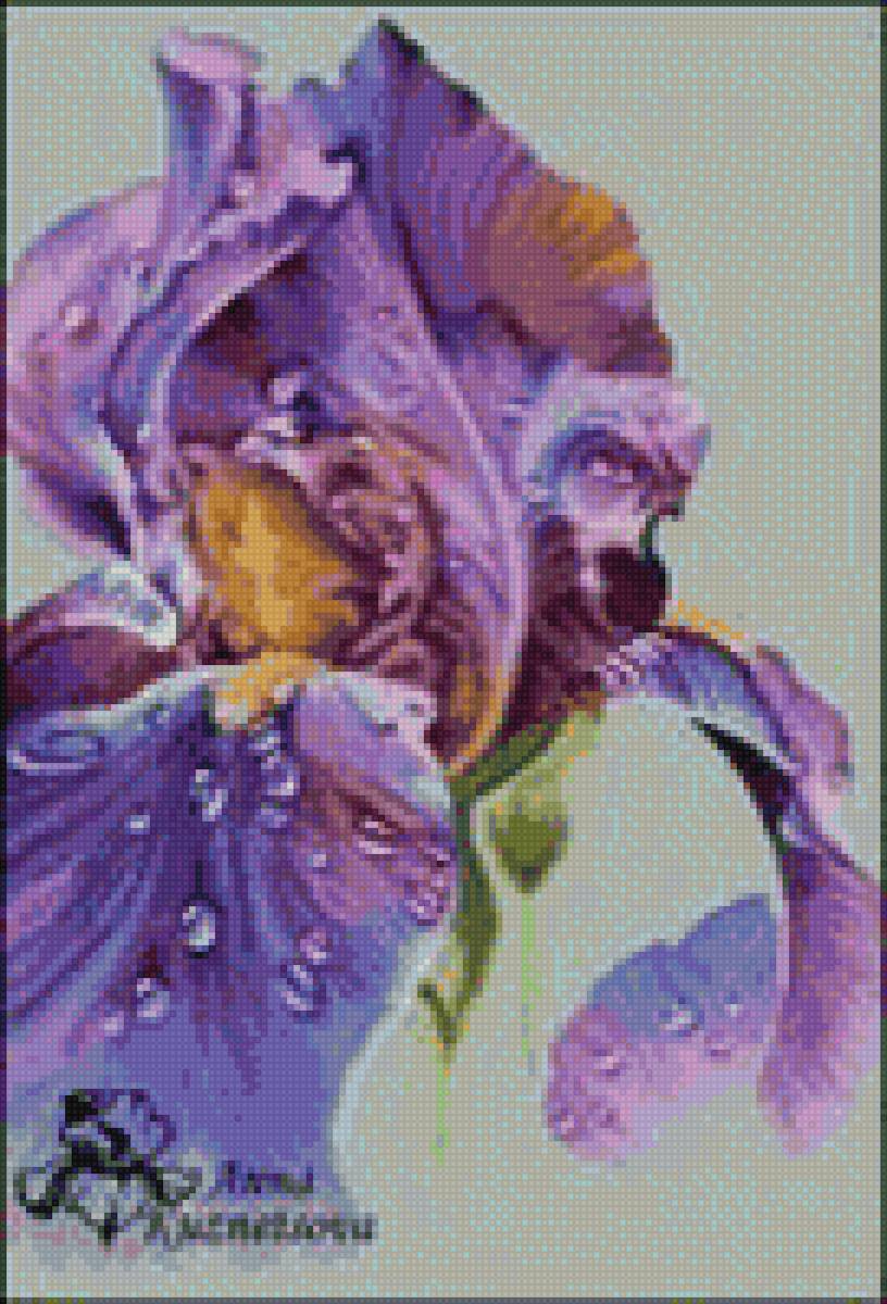 Ирис - цветы, ирисы - предпросмотр