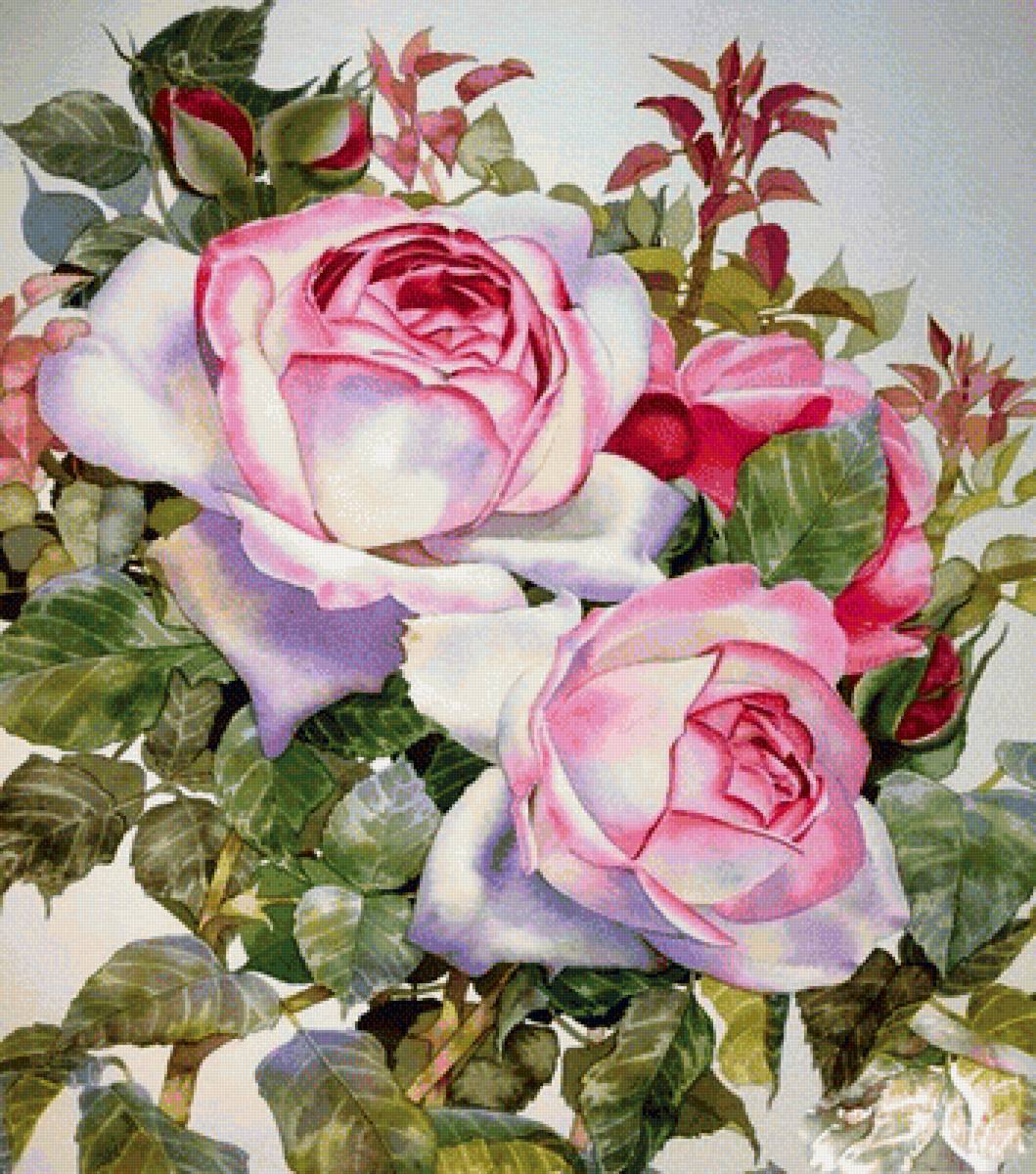 Розы - розовые розы, цветы, куст - предпросмотр