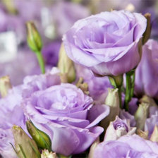 Схема вышивки «эустома»