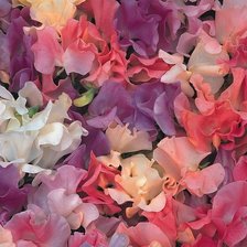 Схема вышивки «ДУШИСТЫЙ ГОРОШЕК»