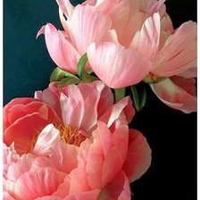 Схема вышивки «dva piona»