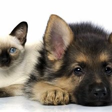 Схема вышивки «кот и пёс»