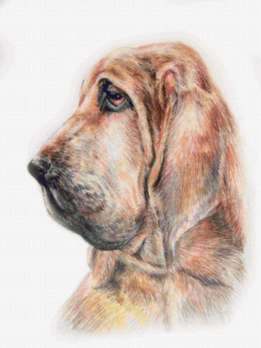 собака - собака - предпросмотр