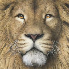 Схема вышивки «Лев»