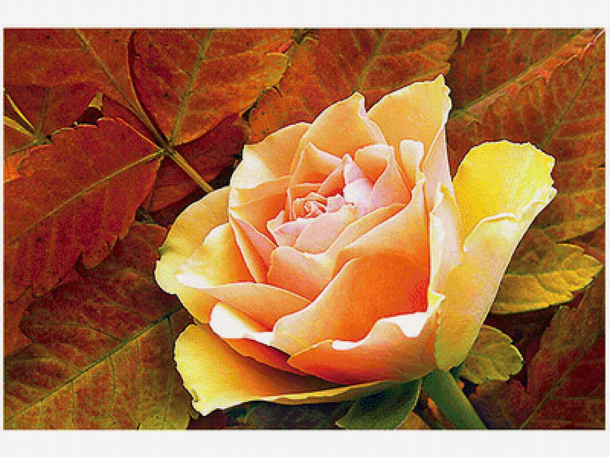 Серия "Розы". - цветы, флора, розы - предпросмотр