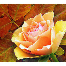 Схема вышивки «Серия "Розы".»