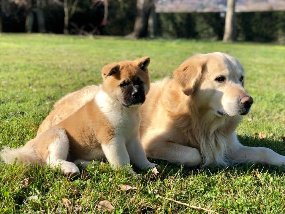 песики - оригинал