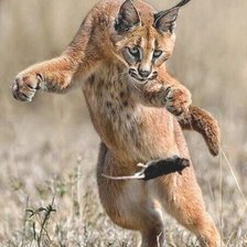 Схема вышивки «РЫСЬ НА ОХОТЕ»