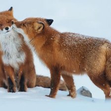 Схема вышивки «Люблю мою фырфырку»