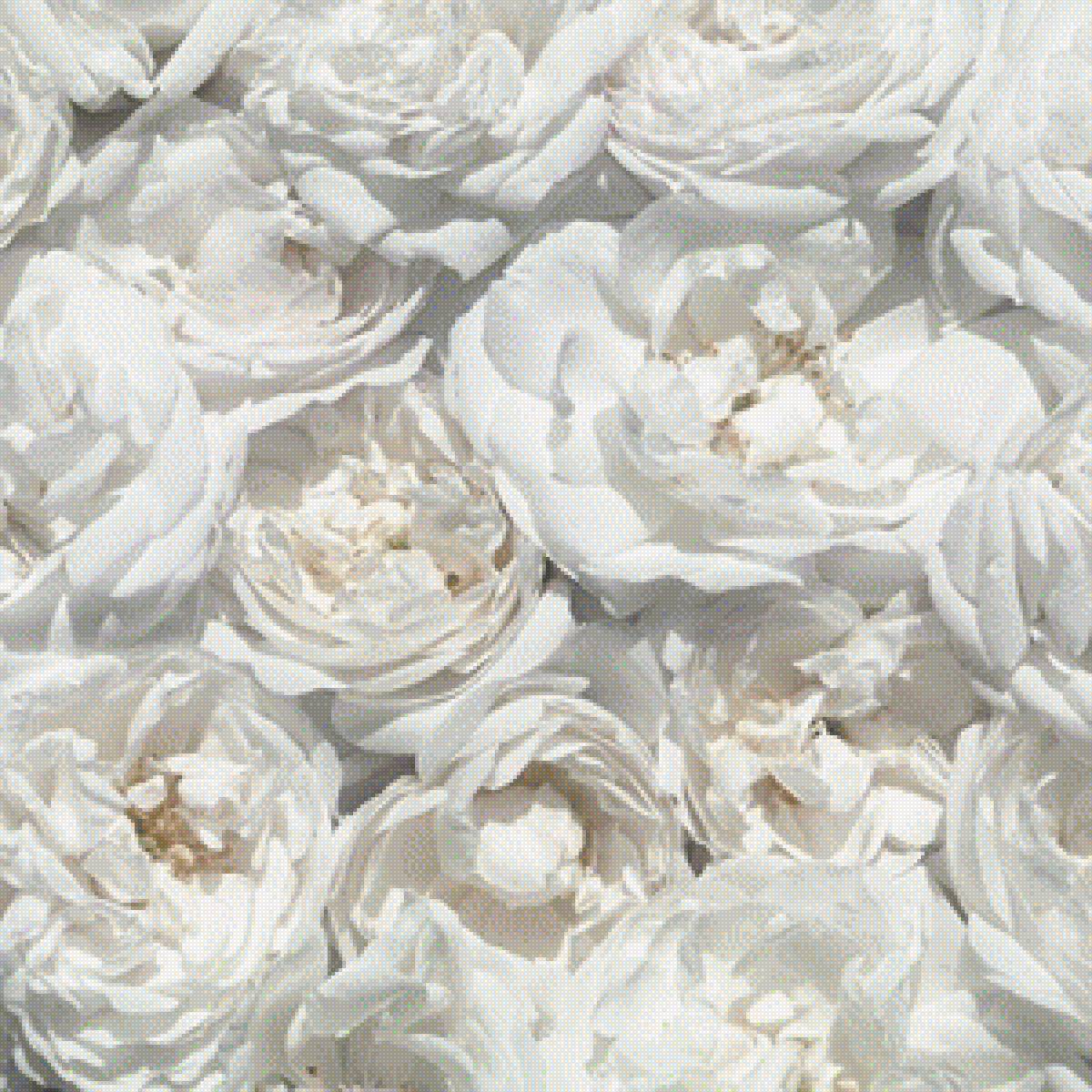 белые пионы - белый, букет, розовый, пионы - предпросмотр