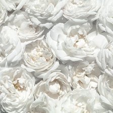 Схема вышивки «белые пионы»