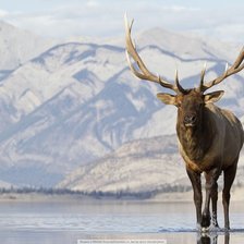 Схема вышивки «594»