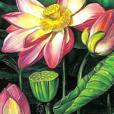 Схема вышивки «лотосы.»