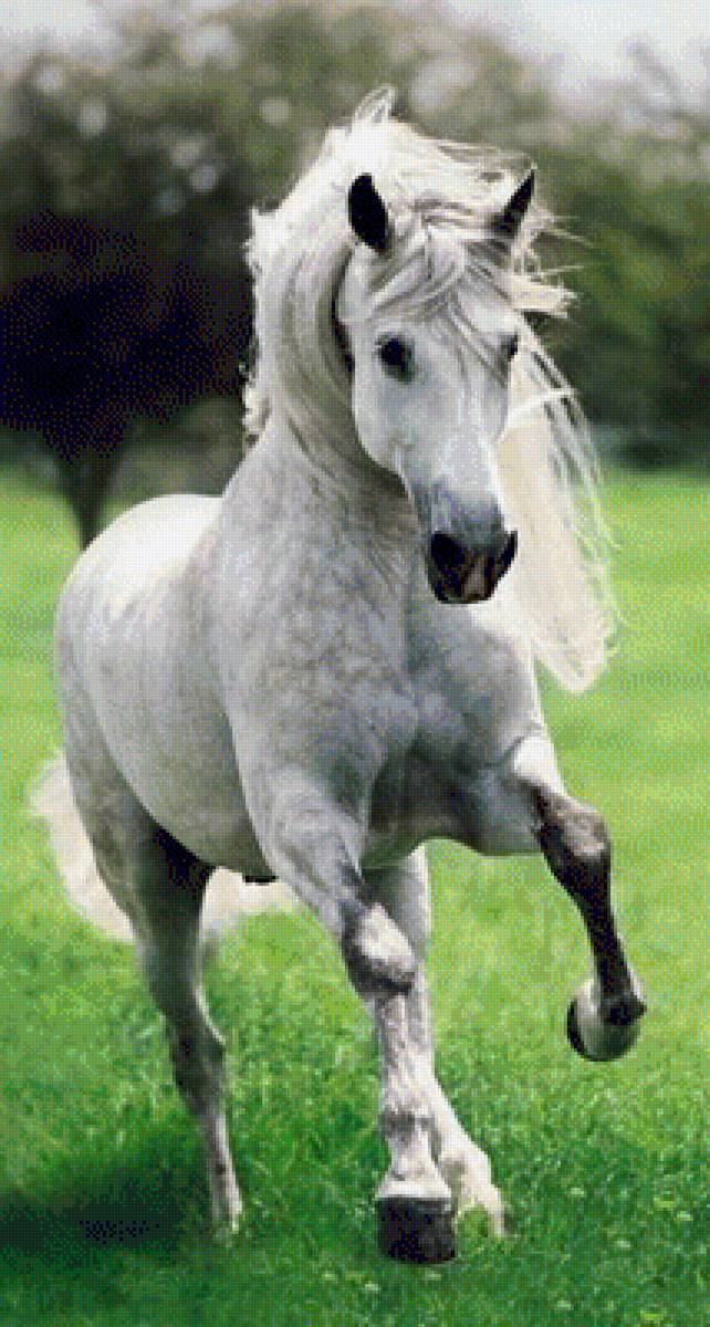 ПРЕКРАСНЫЙ КОНЬ - прекрасный конь, животные, природа - предпросмотр