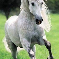 Схема вышивки «ПРЕКРАСНЫЙ КОНЬ»