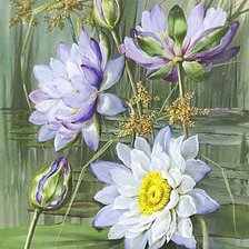 Схема вышивки «Лотосы.»