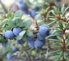 Схема вышивки «Голубика»