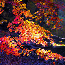 Схема вышивки «Осенние листья»