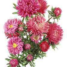 Схема вышивки «астры»