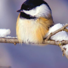 Схема вышивки «Птичка»