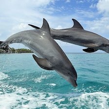 Схема вышивки «дельфины»