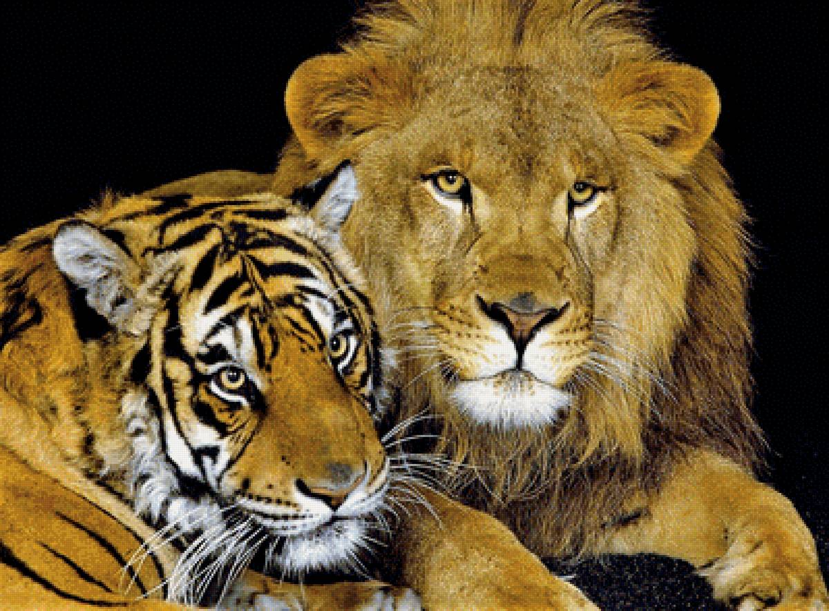 лев и львица - львы, природа, животные, фото - предпросмотр