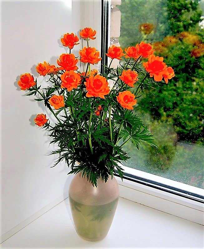 красные розы у окна - фото, цветы, букет, розы - оригинал