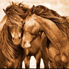 Схема вышивки «Лошади спия»